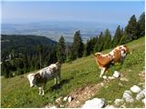 Planina Jezerca - Veliki Zvoh